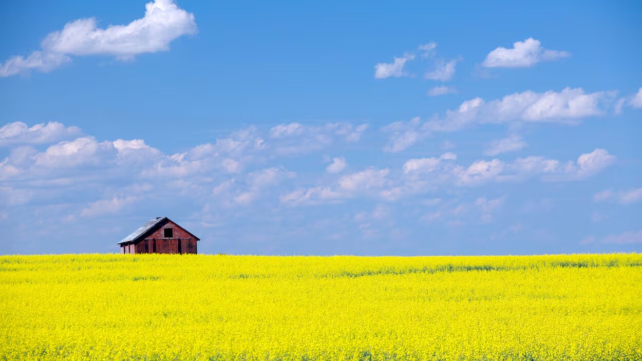 Un soulagement prudent dans les champs des Prairies après l’entente Ottawa–Pékin