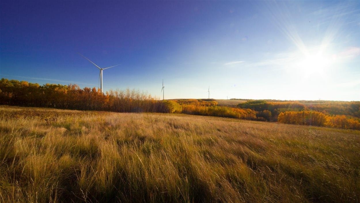 Un parc éolien sur un paysage de prairies.