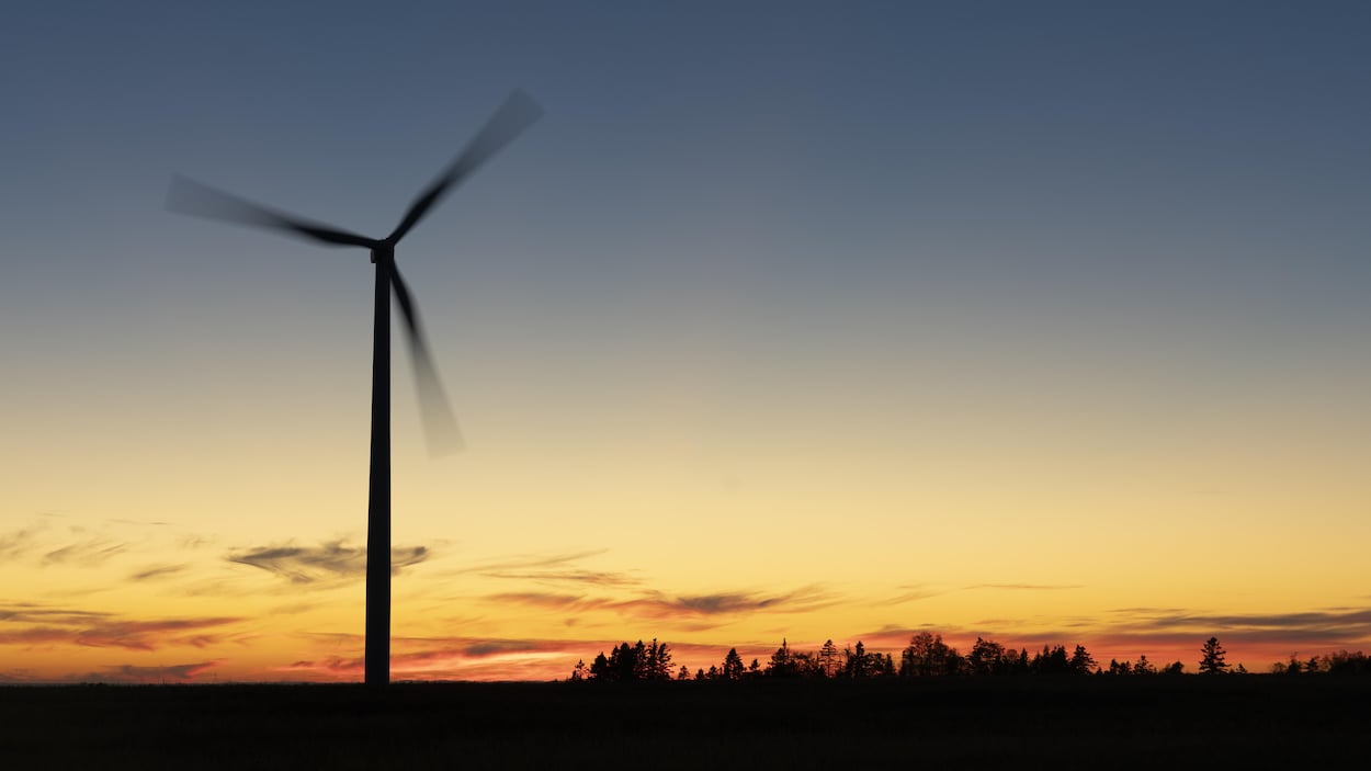 Les impacts des éoliennes sur les oiseaux demeurent méconnus au Québec