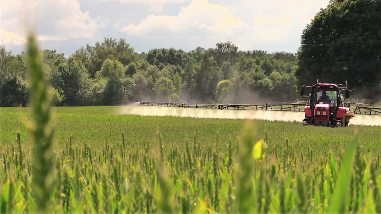 Un tracteur épand du glyphosate sur un champ de blé.