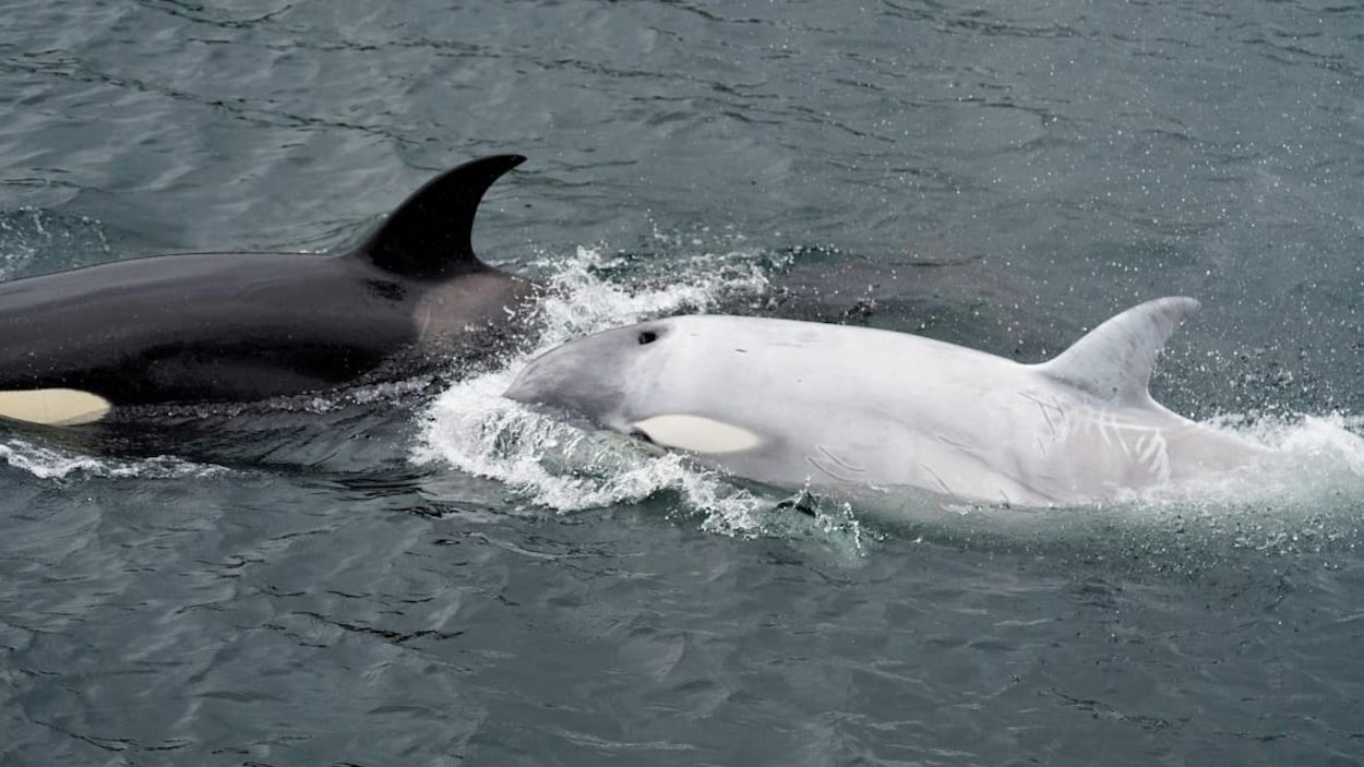 Une orque blanche aperçue au large de lAlaska | Radio-Canada