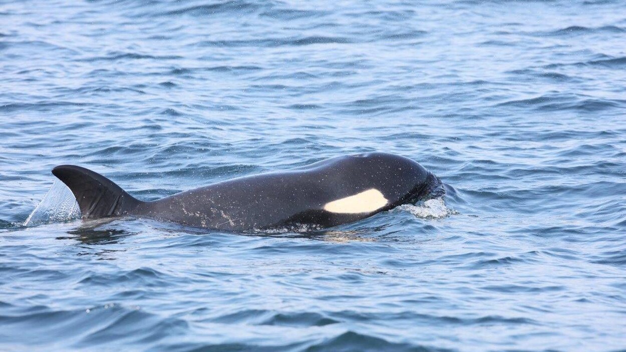 une épaulard sort la tête et son aileron de l'eau, elle est petite et amaigrie.