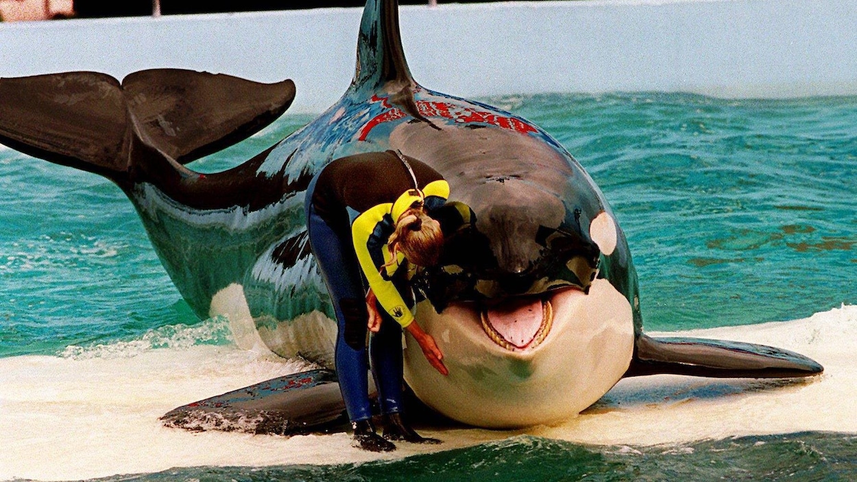 Une femme en combinaison humide flatte un gigantesque épaulard dans un bassin d'eau.