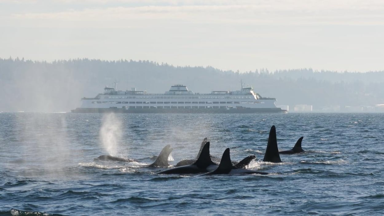 Des orques partagent les eaux avec un traversier de BC Ferries.