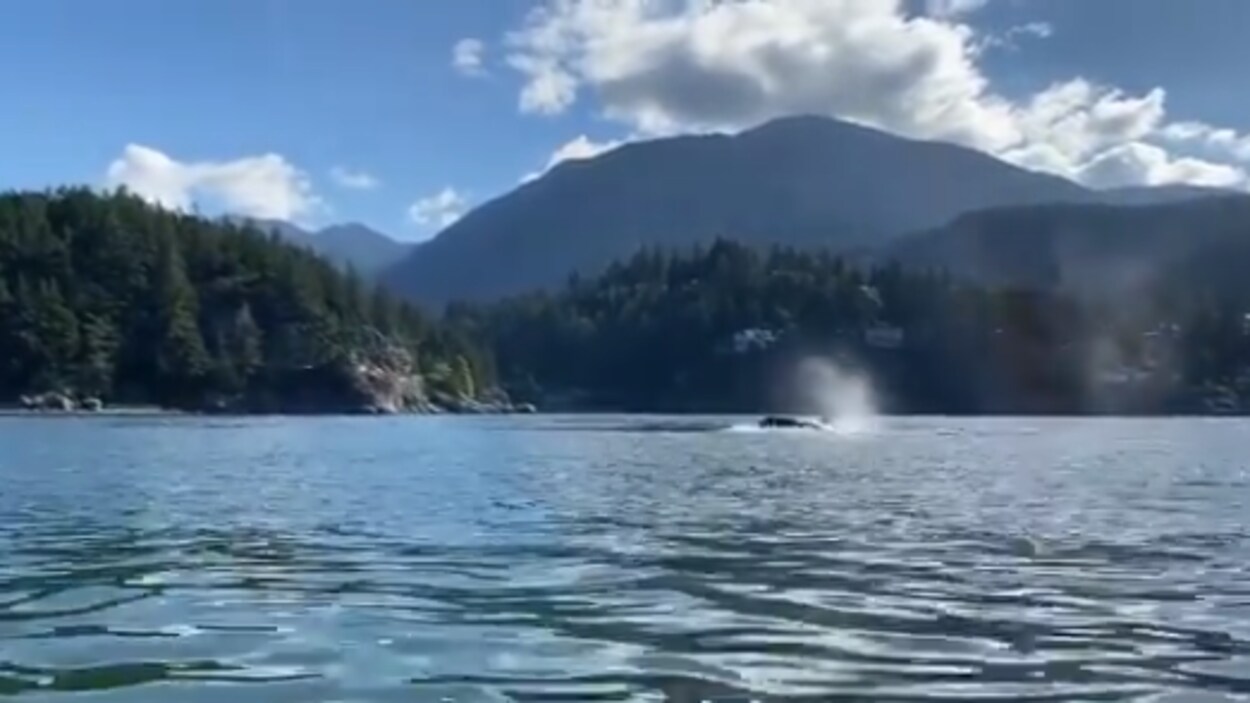 Arrêt sur image d'une vidéo dans laquelle on voit un épaulard dans les eaux de West Vancouver.