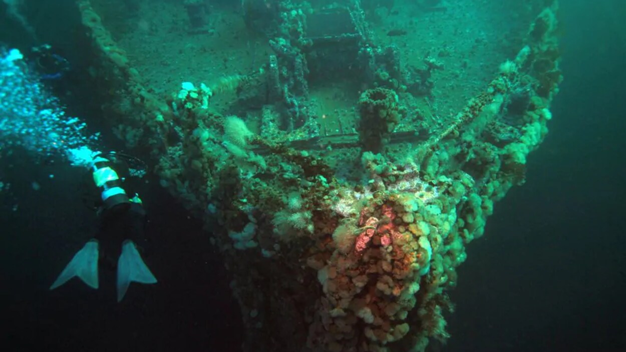 Photo sous-marine d'une des quatre épaves, couverte d'anémones de mer, et d'un plongeur.