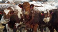 Tuberculose Bovine La Source De L pid mie Pourrait Ne Jamais tre 