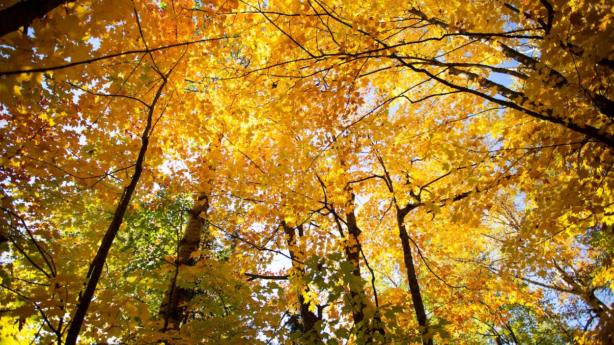 Des érablières jusqu’à Chibougamau d’ici 2100 : un modèle à revoir