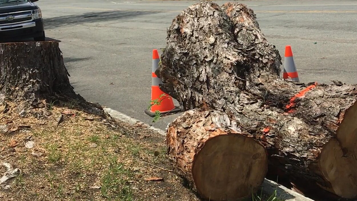 Un tronc d'arbre sur le bord de la rue et une partie de l'arbre qui a été coupé à côté dans la rue.