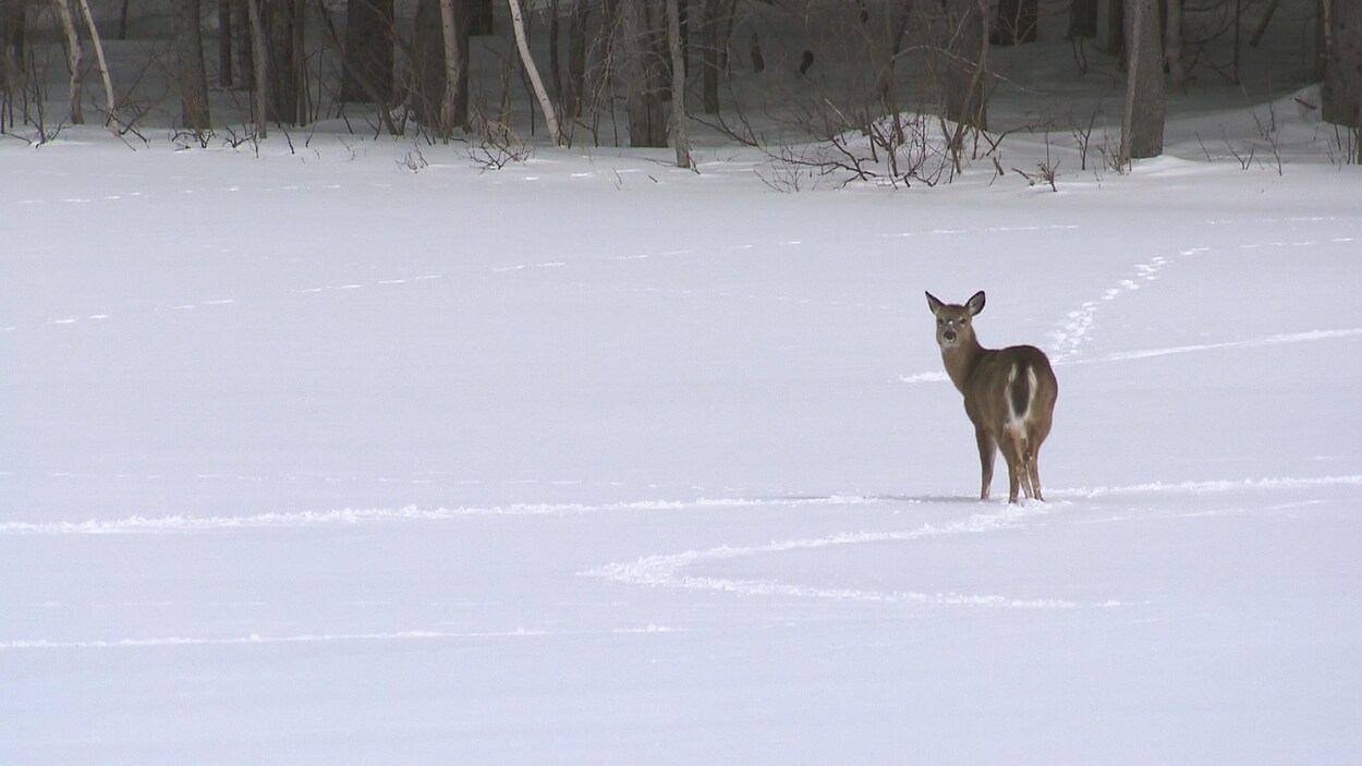 Pas De Moratoire En Vue Sur La Chasse Au Cerf De Virginie Radio Canada Ca