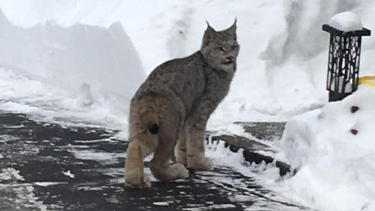 Un lynx qui marche dans une cour arrière enneigée. Un lynx qui marche dans une cour arrière enneigée.