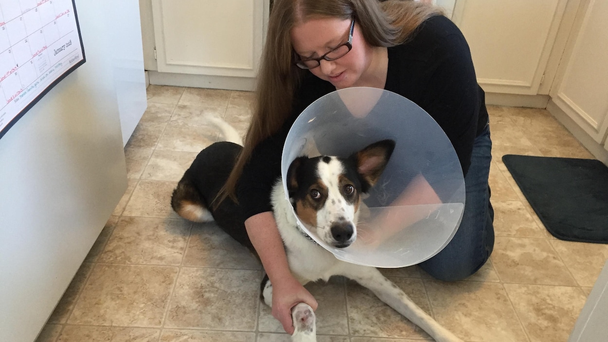 Un Chien Blessé Par Un Projectile De Fusil à Plomb à