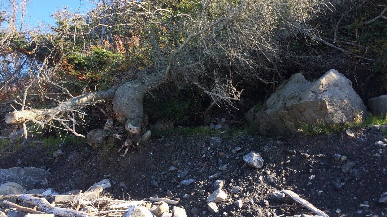Un arbre déraciné par l'érosion des berges à Grosses-Roches Un arbre déraciné par l'érosion des berges à Grosses-Roches