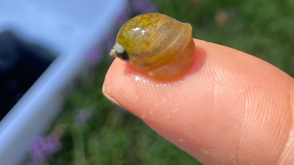 Un escargot envahissant découvert dans les Maritimes