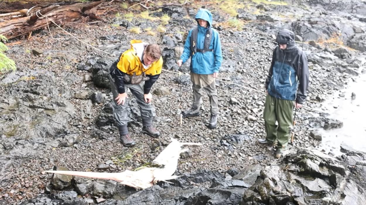 Une carcasse d’espadon découverte sur une plage de Haida Gwaii