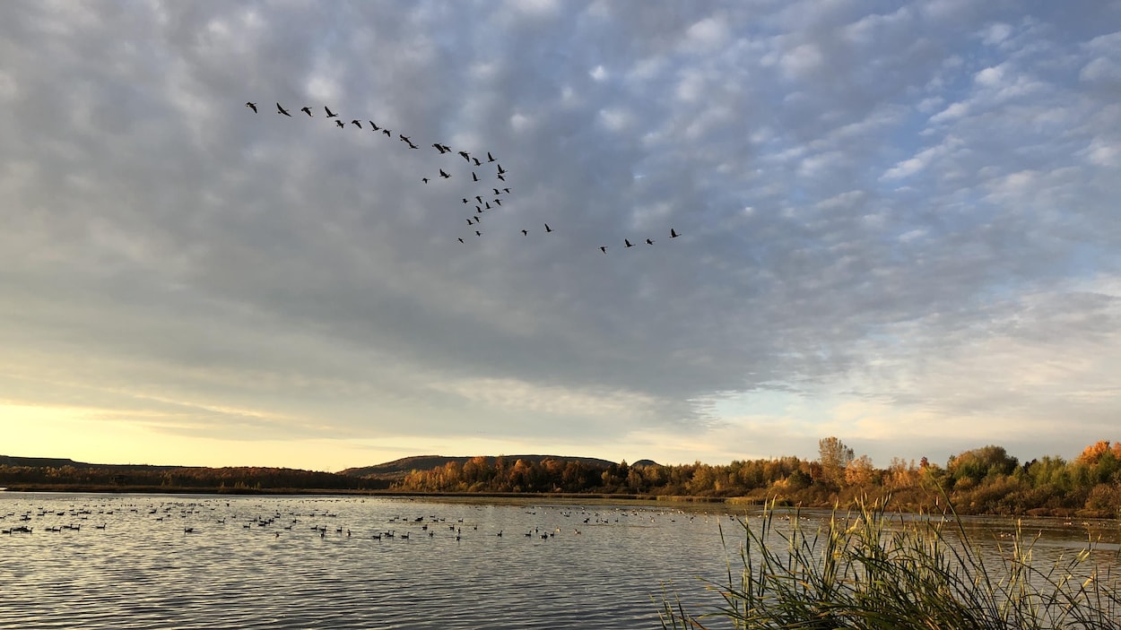 Des oiseaux qui se posent sur l'étang Burbank à Danville.