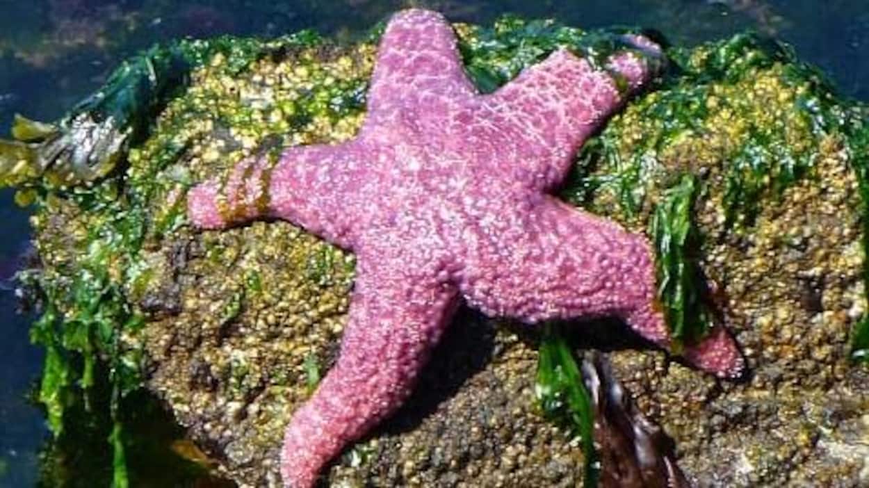 Une étoile de mer mauve sur une roche.