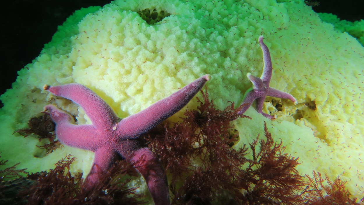 L’aire marine du Banc-des-Américains reconnue mondialement