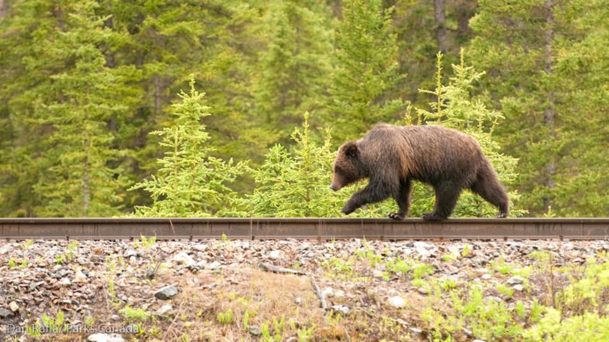 Un grizzly marche sur des rails.