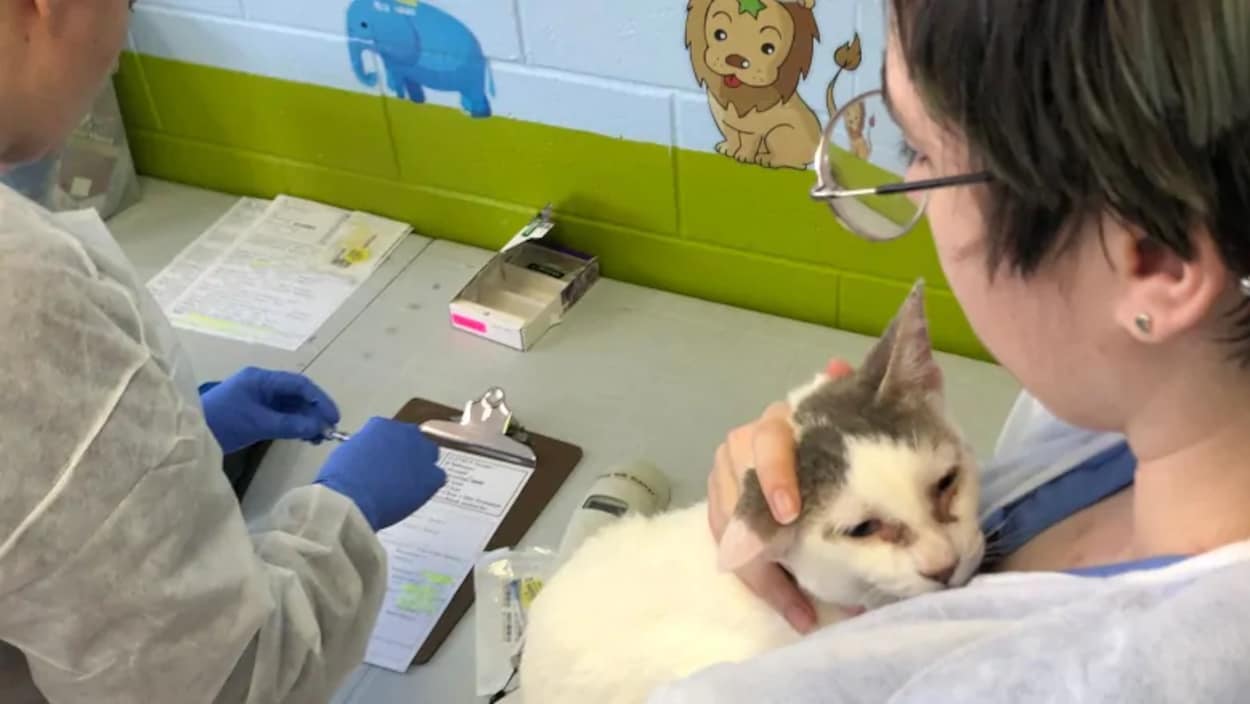 Un chat est manipulé par une femme alors qu'un homme remplit une fiche médicale.
