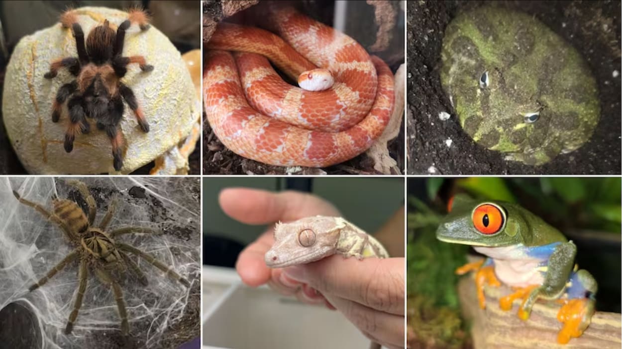 Les animaux exotiques : un marché en pleine croissance à Calgary