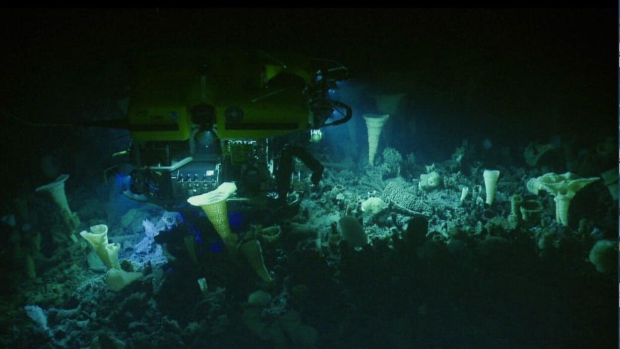 Un robot explore une forêt de coraux et d'éponges dans les profondeurs de la mer.