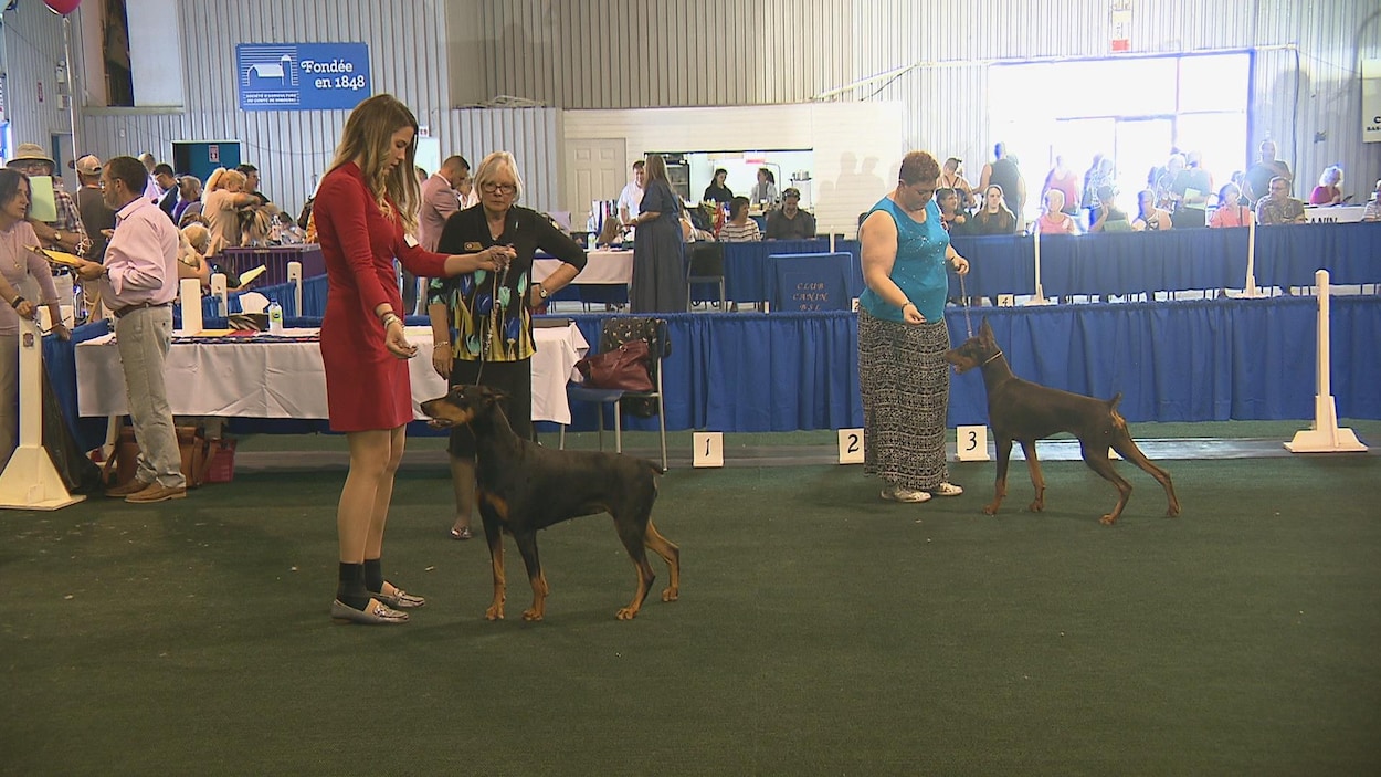Un chien de type dobermann et sa maîtresse lors d'une épreuve de l'Exposition canine.