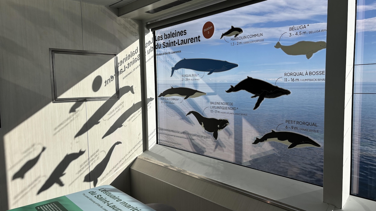 Les trésors du Saint-Laurent s’invitent à bord du F.-A.-Gauthier