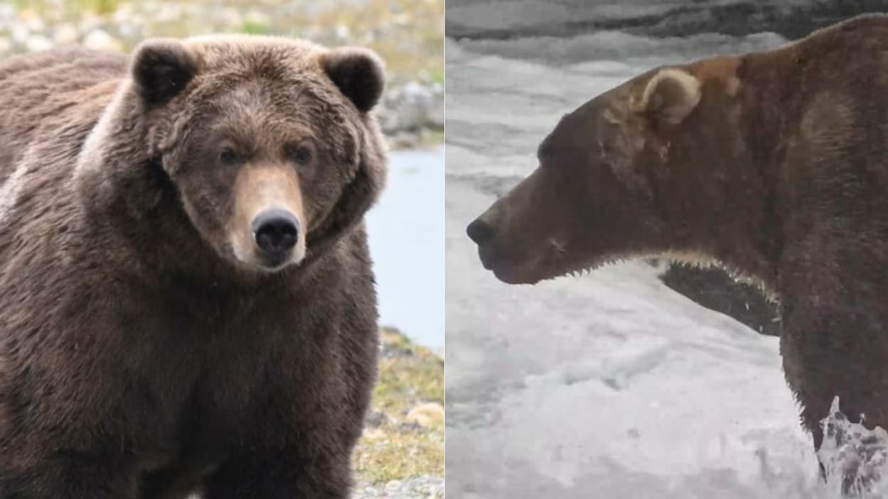 Qui a remporté le titre de l’ours le plus gras de l’année 2026?
