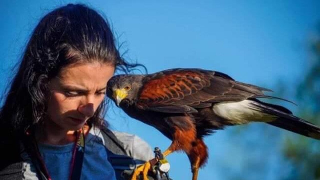 Marie-Hélène Caron, officière de gestion de la faune, avec un faucon.