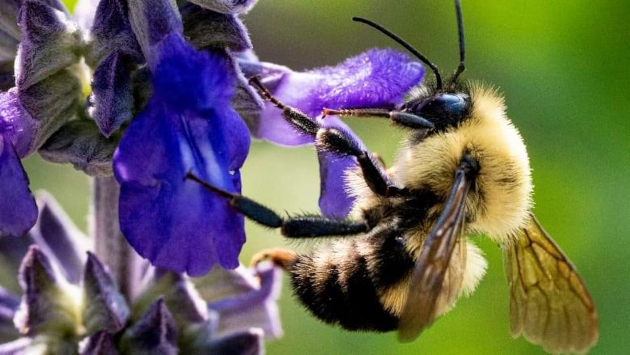 Une abeille sur une fleur.