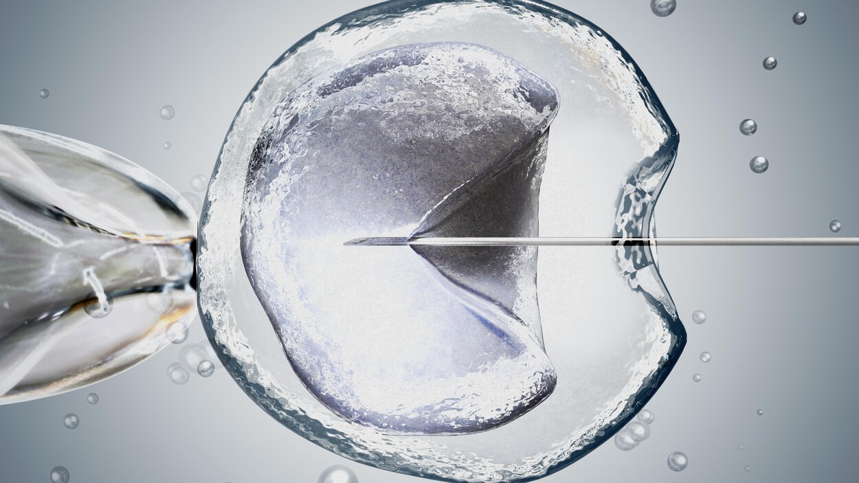 Illustration d'une image au microscope d'une fécondation in vitro.