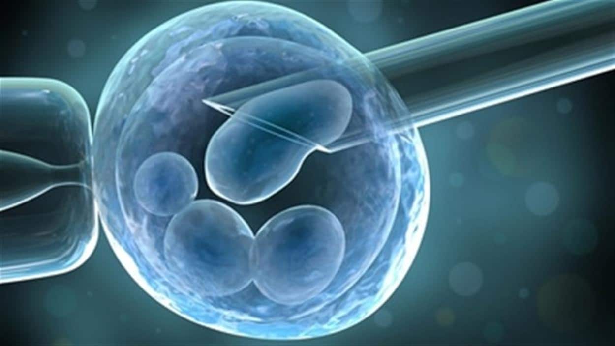Fécondation in vitro.