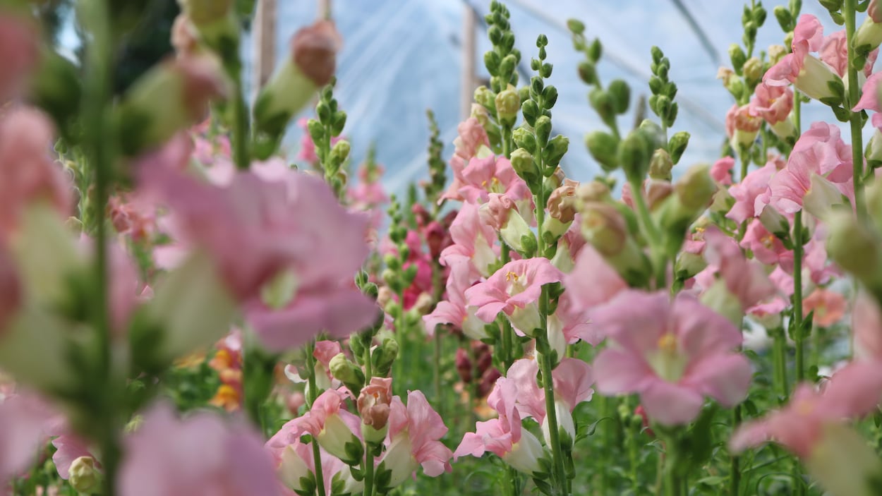 Faire fleurir la Haute-Gaspésie avec passion