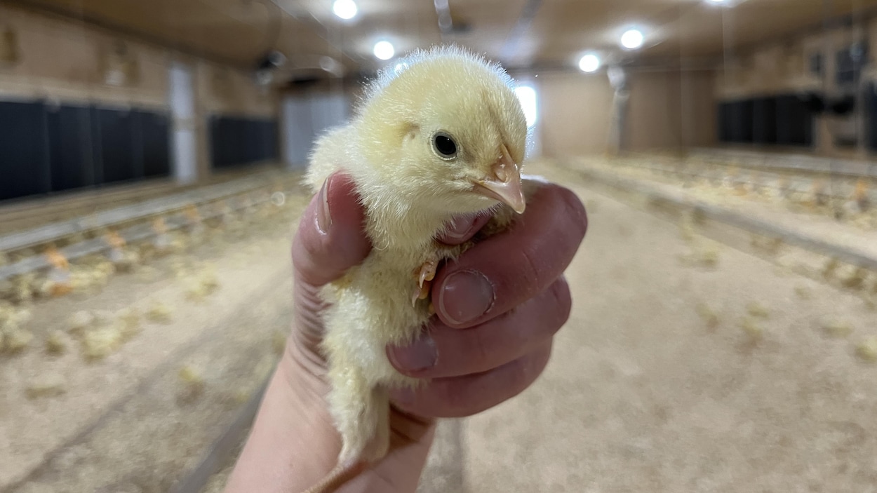 Des poulets de chair produits à Saguenay