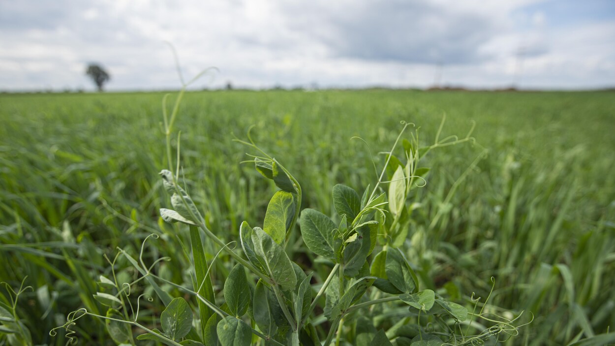 Un champ de pois.