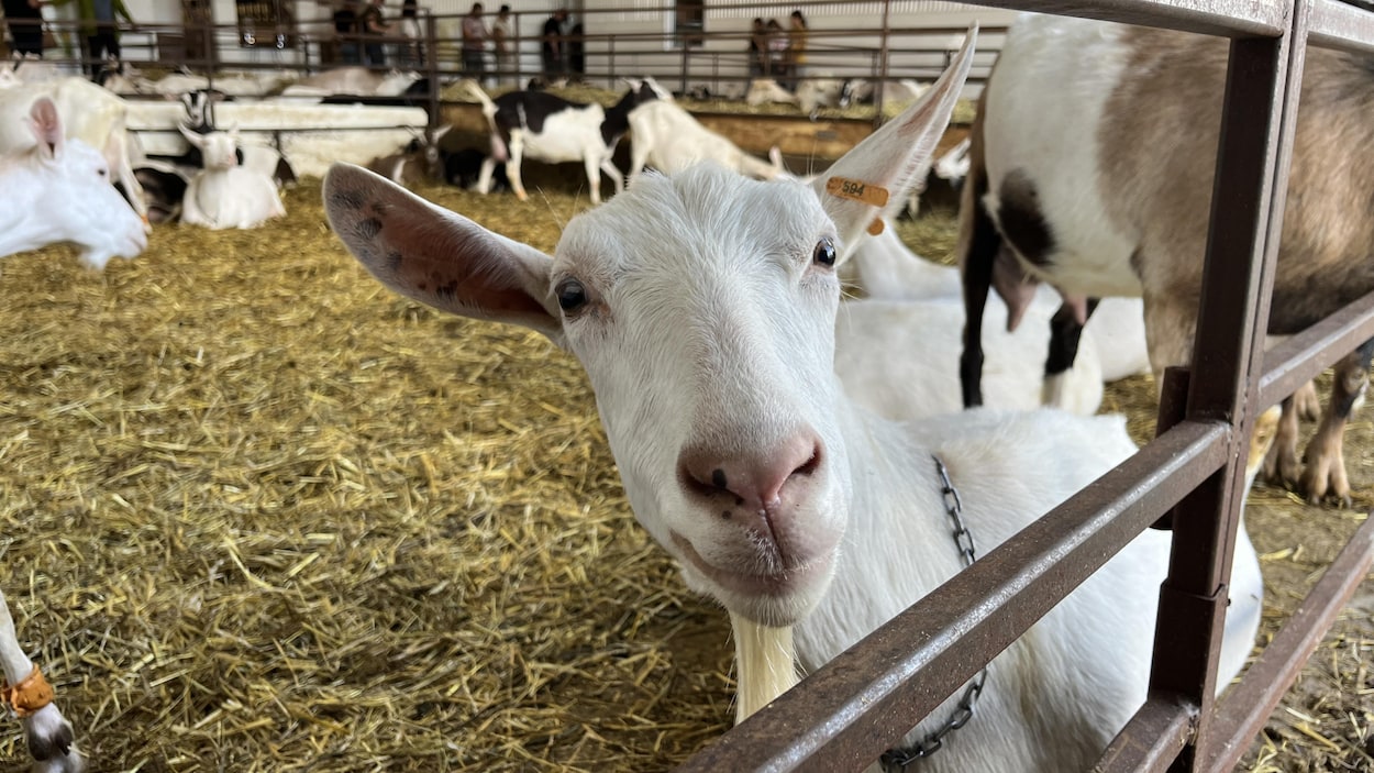 Journée portes ouvertes dans deux fermes de la région