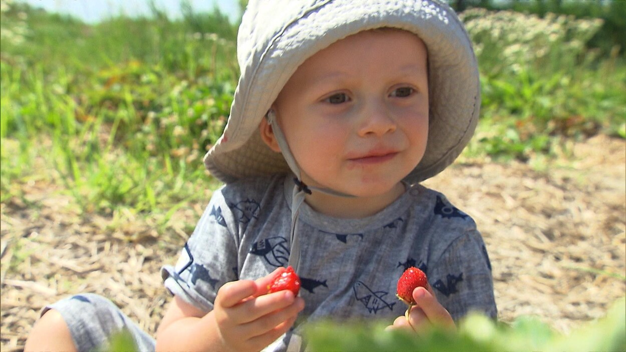 Un enfant tient des fraises dans ses mains en plein champ.