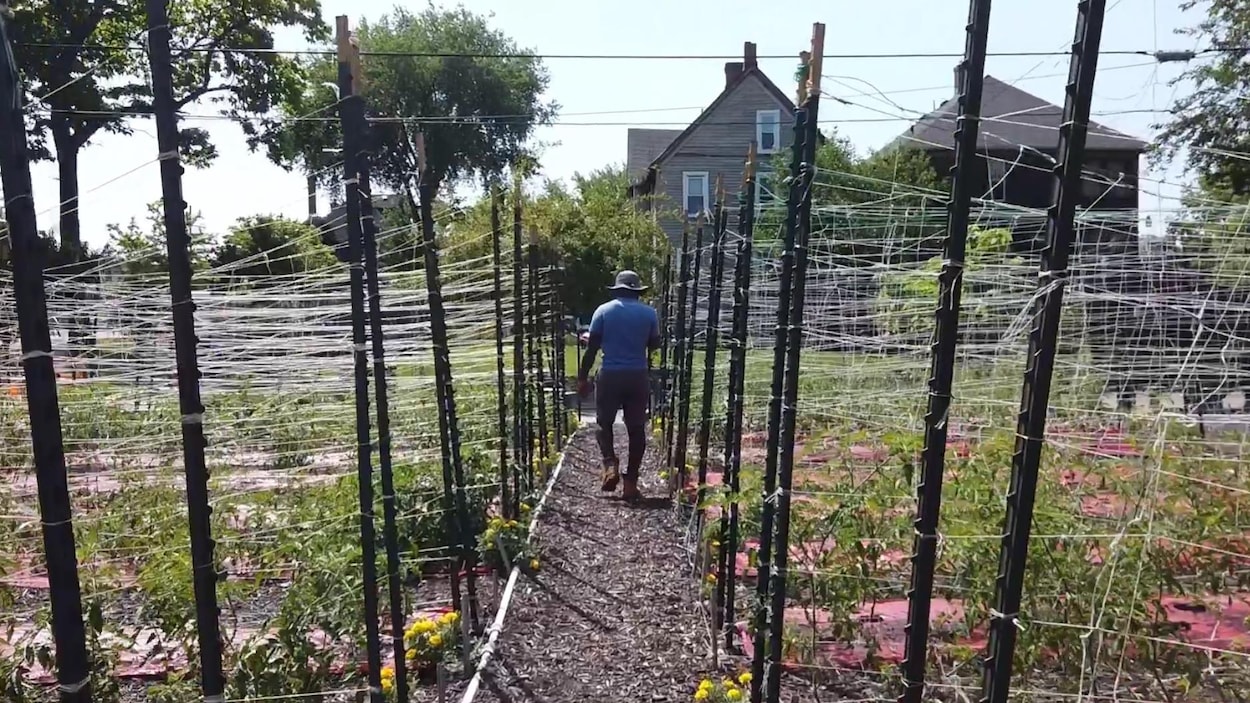 Un homme avec un chapeau se déplace à travers des plants supportés par des tuteurs.