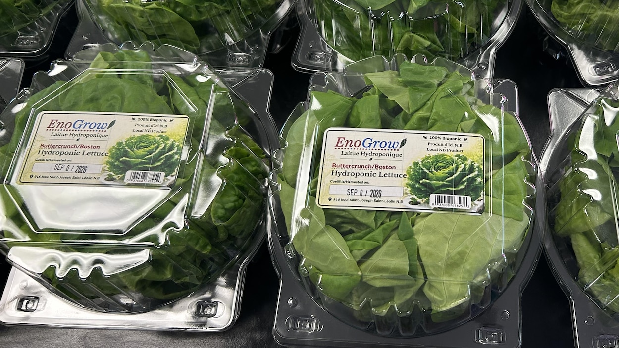 Le manque de main-d’œuvre force la fermeture d’une ferme hydroponique
