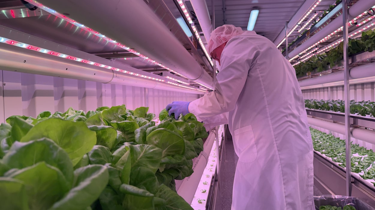 La banque alimentaire de Regina inaugure sa première ferme intérieure modulaire