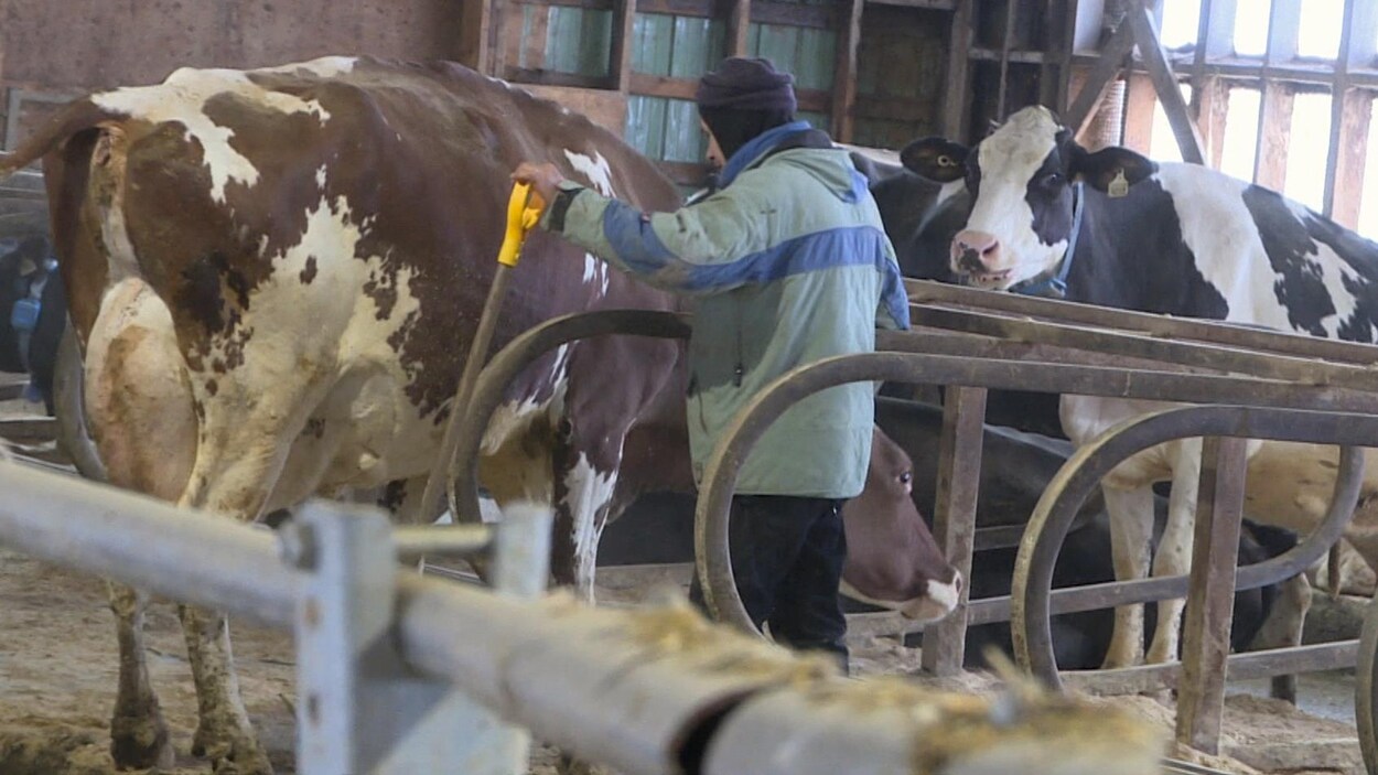Des vaches et un agriculteur.