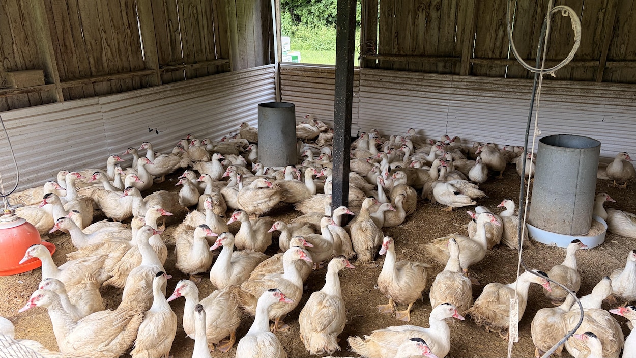 « Mes travailleurs devaient être ici à la mi-mai » : incertitude à la Ferme Orléans