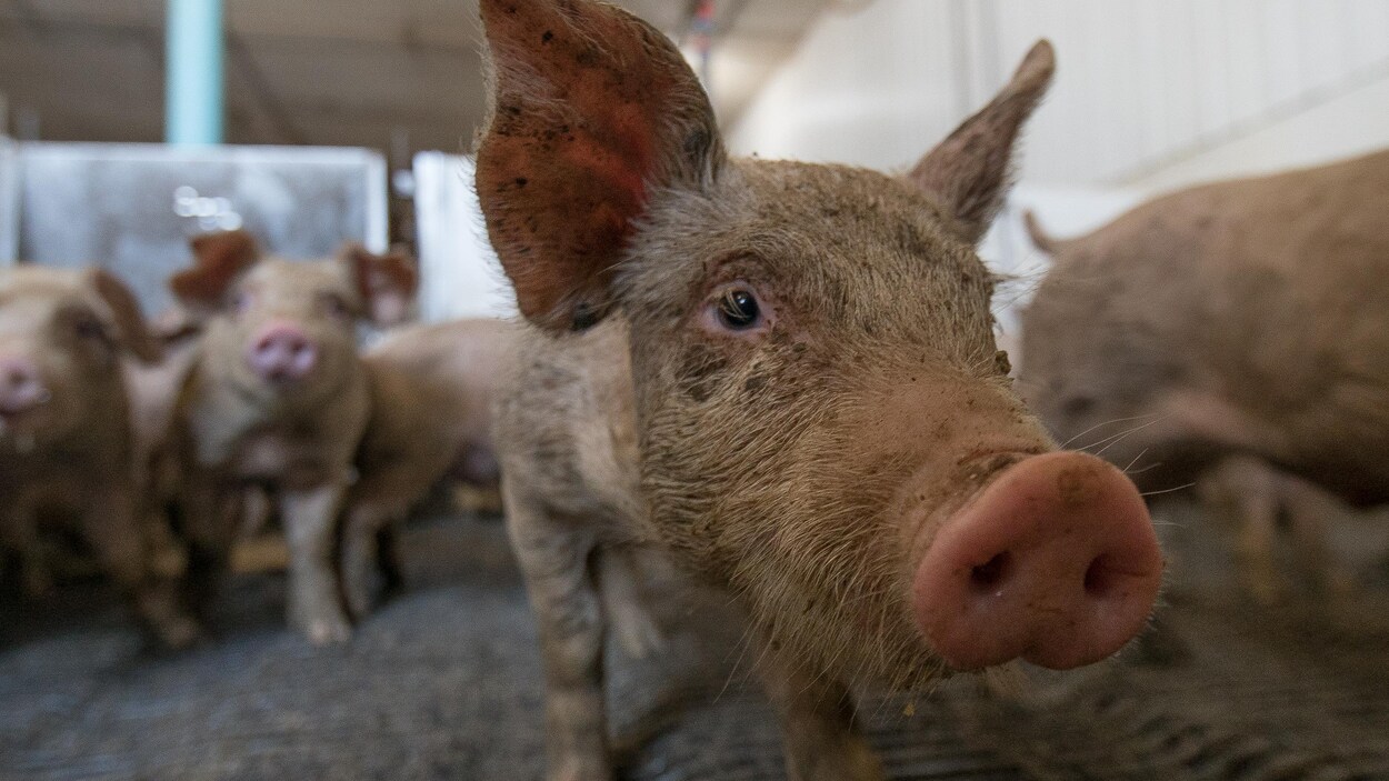 On voit en gros plan la tête d'un porcelet, dans un bâtiment de ferme. En arrière-plan on voit d'autres porcs dans l'enclos.