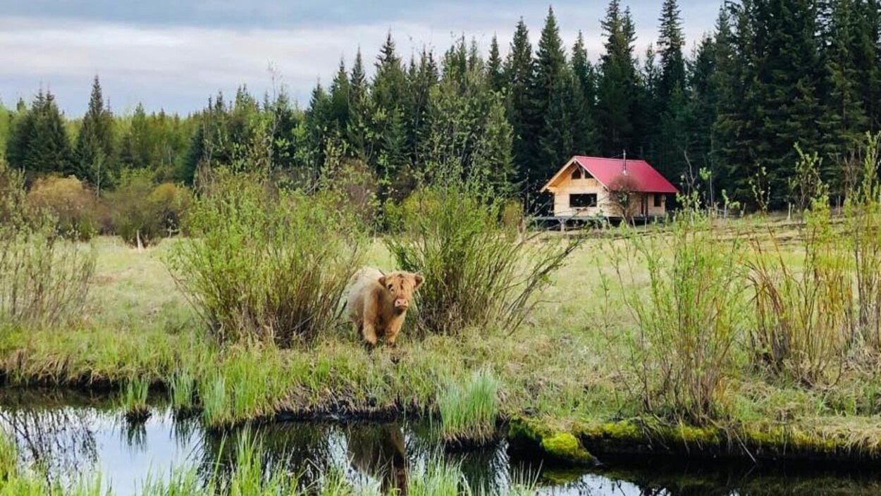 Un animal se promène sur un terrain de ferme