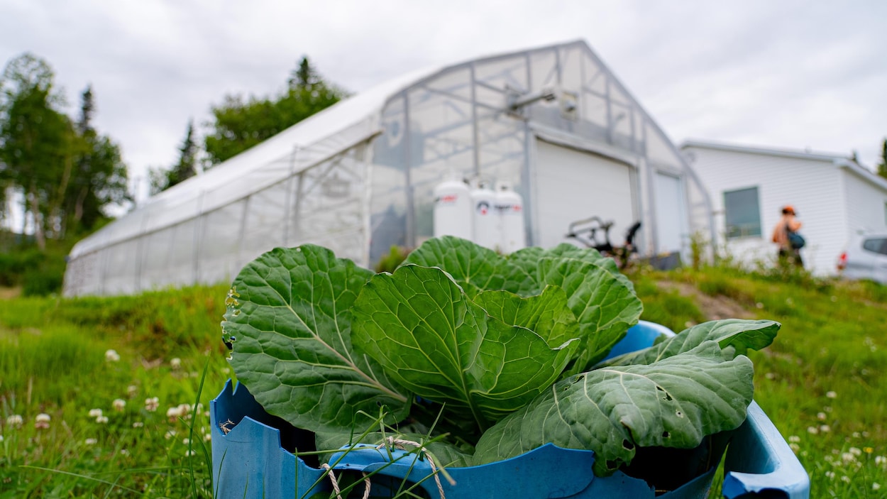 L'agriculture nordique pour contribuer à la sécurité alimentaire d'un village