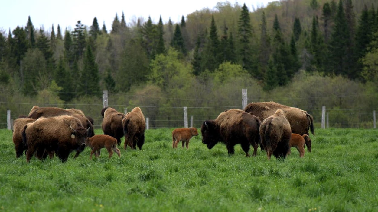 « Un bon coup de pouce » : la relève agricole de l’Estrie applaudit l’aide de Québec