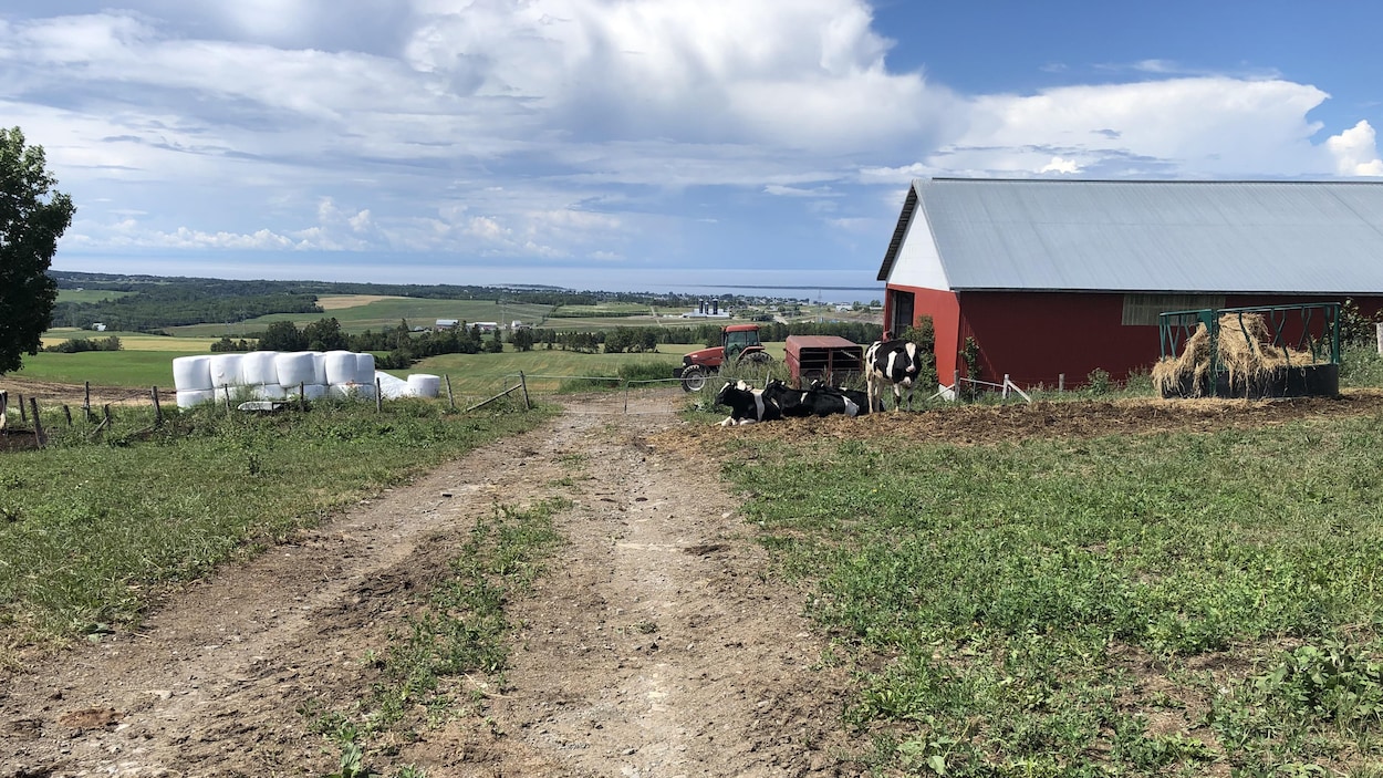 Un champs, une ferme, des vaches et des balles de foin empilées créent un paysage bucolique.