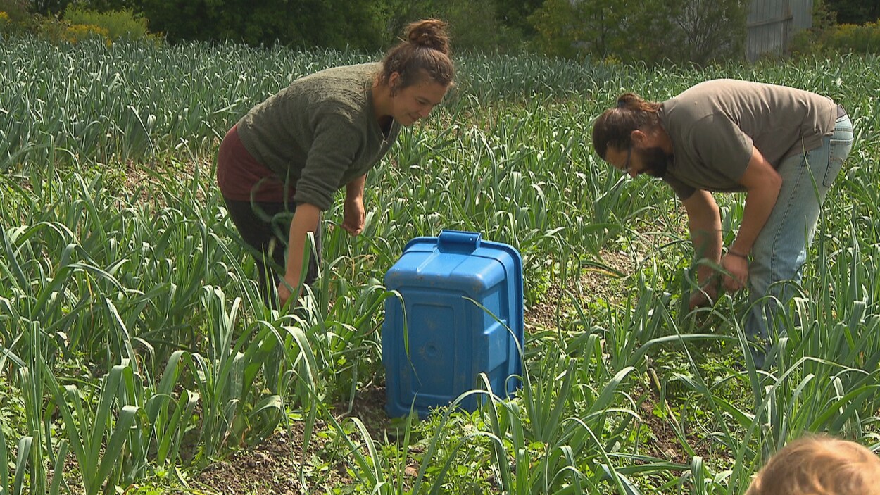 Deux fermiers cueillent dans le champ.