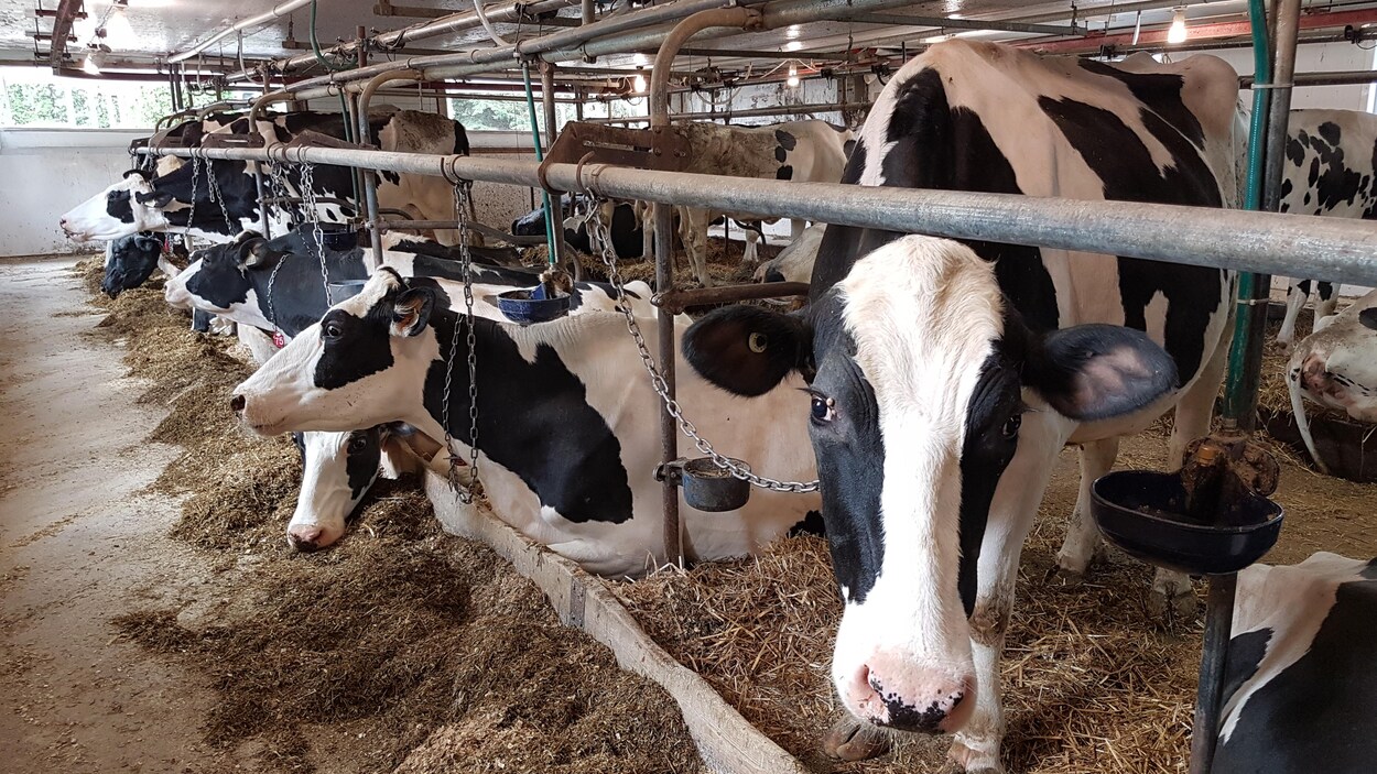 Des vaches laitières Des vaches laitières
